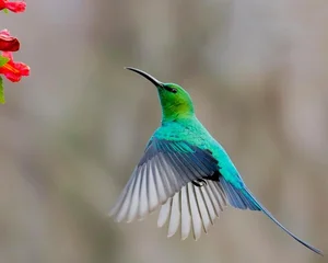 Stunning Sunbirds of Vietnam: Exploring the Unique Biology and Vibrant Plumage of Nature’s Most Efficient Nectar Feeders-8