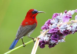 Stunning Sunbirds of Vietnam: Exploring the Unique Biology and Vibrant Plumage of Nature’s Most Efficient Nectar Feeders-3