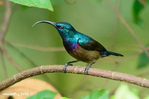 Stunning Sunbirds of Vietnam: Exploring the Unique Biology and Vibrant Plumage of Nature’s Most Efficient Nectar Feeders-5