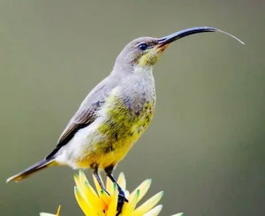 Stunning Sunbirds of Vietnam: Exploring the Unique Biology and Vibrant Plumage of Nature’s Most Efficient Nectar Feeders-4