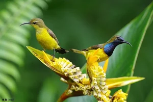 Stunning Sunbirds of Vietnam: Exploring the Unique Biology and Vibrant Plumage of Nature’s Most Efficient Nectar Feeders-6