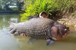 Giant Barb Unveiled: Why This Colossal Fish Commands-1