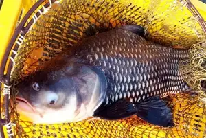 Giant Barb Unveiled: Why This Colossal Fish Commands-9