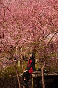 Discover the Breathtaking Cherry Blossoms of Xom Mung Village: A Must-Visit Spring Destination for Nature Lovers and Cultural Explorers in Vietnam-9