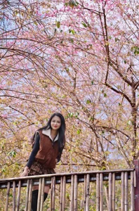 Discover the Breathtaking Cherry Blossoms of Xom Mung Village: A Must-Visit Spring Destination for Nature Lovers and Cultural Explorers in Vietnam-1