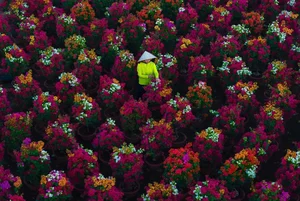 Vibrant Bougainvillea Blooms in Phu Son Flower Village: A Must-Visit Spring Destination in Vietnam’s Mekong Delta for Lunar New Year-3