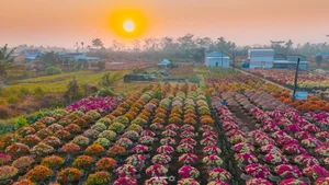 Vibrant Bougainvillea Blooms in Phu Son Flower Village: A Must-Visit Spring Destination in Vietnam’s Mekong Delta for Lunar New Year-10
