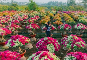 Vibrant Bougainvillea Blooms in Phu Son Flower Village: A Must-Visit Spring Destination in Vietnam’s Mekong Delta for Lunar New Year-0
