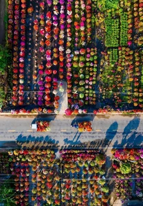 Vibrant Bougainvillea Blooms in Phu Son Flower Village: A Must-Visit Spring Destination in Vietnam’s Mekong Delta for Lunar New Year-7