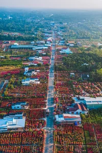 Vibrant Bougainvillea Blooms in Phu Son Flower Village: A Must-Visit Spring Destination in Vietnam’s Mekong Delta for Lunar New Year-1