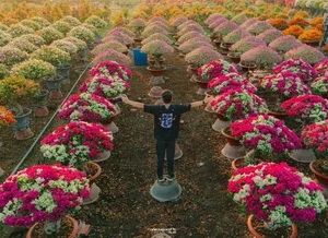 Vibrant Bougainvillea Blooms in Phu Son Flower Village: A Must-Visit Spring Destination in Vietnam’s Mekong Delta for Lunar New Year-6