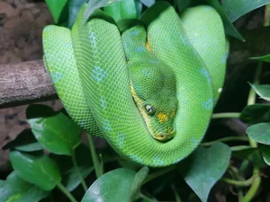 Nature’s Living Emerald: The Mesmerizing Color-Shifting Journey of the Green Tree Python-2