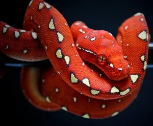 Nature’s Living Emerald: The Mesmerizing Color-Shifting Journey of the Green Tree Python-0