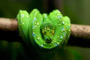 Nature’s Living Emerald: The Mesmerizing Color-Shifting Journey of the Green Tree Python-3