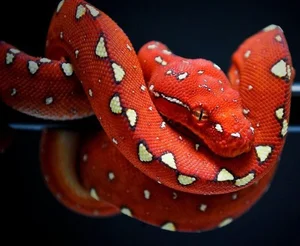 Nature’s Living Emerald: The Mesmerizing Color-Shifting Journey of the Green Tree Python-1