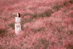Moc Chau Pink Grass Hill: Autumn's Dreamy Escape for Muses & Perfect Photo Ops-9
