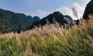 Trang An White Reed Season: Discover Its Ethereal Beauty & Peaceful Charm-3