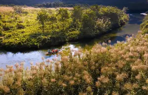 Trang An White Reed Season: Discover Its Ethereal Beauty & Peaceful Charm-1
