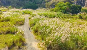 Trang An White Reed Season: Discover Its Ethereal Beauty & Peaceful Charm-7