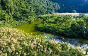 Trang An White Reed Season: Discover Its Ethereal Beauty & Peaceful Charm-2