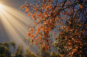 Sapa's Golden Empress Persimmon Tree: A Winter Wonderland for Tourists to Check-in-1