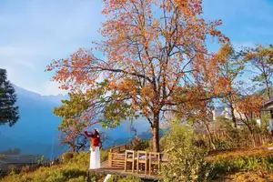 Sapa's Golden Empress Persimmon Tree: A Winter Wonderland for Tourists to Check-in-0