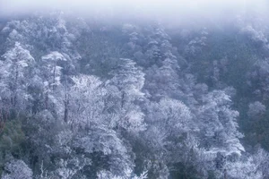 Breathtaking Frost in Vietnam: A Winter Wonderland Reminiscent of Europe-7