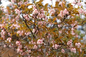 Conquering Pa Thien - Voi Mep: A Breathtaking Trekking Adventure Through Vietnam's Sea of Clouds and Ancient Forests-3