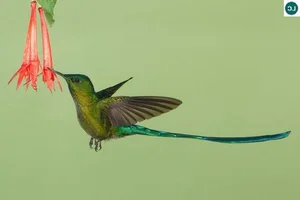 The Incredible Bee Hummingbird: Discover the Magic of the World’s Smallest Bird and Its Extraordinary Flying Abilities-4