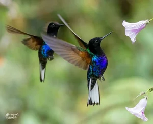 The Incredible Bee Hummingbird: Discover the Magic of the World’s Smallest Bird and Its Extraordinary Flying Abilities-1