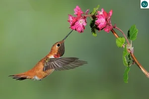 The Incredible Bee Hummingbird: Discover the Magic of the World’s Smallest Bird and Its Extraordinary Flying Abilities-5