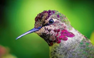 The Incredible Bee Hummingbird: Discover the Magic of the World’s Smallest Bird and Its Extraordinary Flying Abilities-8