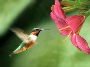 The Incredible Bee Hummingbird: Discover the Magic of the World’s Smallest Bird and Its Extraordinary Flying Abilities-2