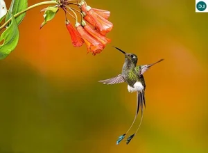 The Incredible Bee Hummingbird: Discover the Magic of the World’s Smallest Bird and Its Extraordinary Flying Abilities-3