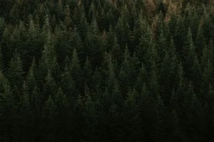 Exploring the Enchanting Black Forest: Germany's Most Iconic Nature Escape, Home to Grimm’s Fairy Tales and Timeless Traditions-3