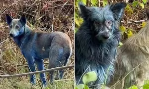 Unraveling the Mystery of Chernobyls Blue Dogs: A Unique Animal Phenomenon!-8