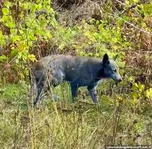 Unraveling the Mystery of Chernobyls Blue Dogs: A Unique Animal Phenomenon!-0