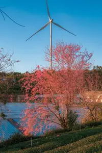 Experience Dalat Cherry Blossoms: Where nature meets wind turbines, an unforgettable photo spot!-8