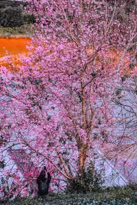 Experience Dalat Cherry Blossoms: Where nature meets wind turbines, an unforgettable photo spot!-10