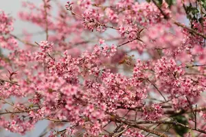 Experience Dalat Cherry Blossoms: Where nature meets wind turbines, an unforgettable photo spot!-2
