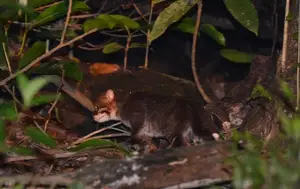 Discover the Flat-headed Cat: The World's Rarest Feline with a Peculiar Flat Skull-4