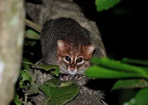 Discover the Flat-headed Cat: The World's Rarest Feline with a Peculiar Flat Skull-6
