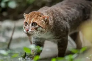 Discover the Flat-headed Cat: The World's Rarest Feline with a Peculiar Flat Skull-0