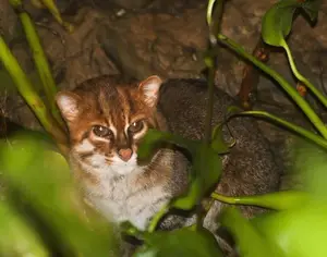 Discover the Flat-headed Cat: The World's Rarest Feline with a Peculiar Flat Skull-7