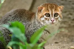 Discover the Flat-headed Cat: The World's Rarest Feline with a Peculiar Flat Skull-2