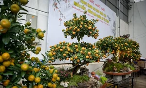 Stunning Artistic Miniature Kumquat Bonsai Trees for Lunar New Year 2026: Luxury Home Decor and Traditional Symbols of Prosperity and Good Fortune-4