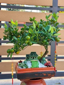 Stunning Artistic Miniature Kumquat Bonsai Trees for Lunar New Year 2026: Luxury Home Decor and Traditional Symbols of Prosperity and Good Fortune-1