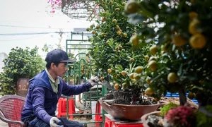 Stunning Artistic Miniature Kumquat Bonsai Trees for Lunar New Year 2026: Luxury Home Decor and Traditional Symbols of Prosperity and Good Fortune-5