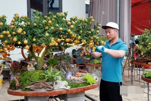 Stunning Artistic Miniature Kumquat Bonsai Trees for Lunar New Year 2026: Luxury Home Decor and Traditional Symbols of Prosperity and Good Fortune-7