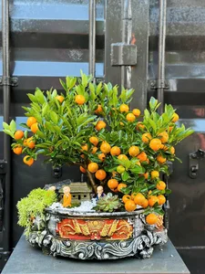 Stunning Artistic Miniature Kumquat Bonsai Trees for Lunar New Year 2026: Luxury Home Decor and Traditional Symbols of Prosperity and Good Fortune-2